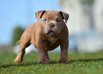 an american bully dog puppy