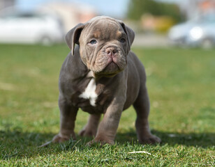 a puppy american bully dog in the park