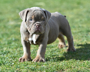 a puppy american bully dog in the park