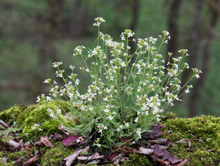 Arabidopsis arenosa blooms in nature