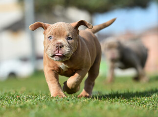 Fototapeta premium a puppy american bully dog in the park