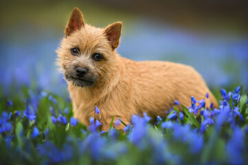 cute norwich terrier puppy posing outdoors on a field with scilla flowers in spring