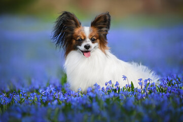 happy papillon dog sitting outdoors on a field with siberian squill flowers