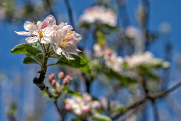 Detail of the flowers of an apple tree in spring