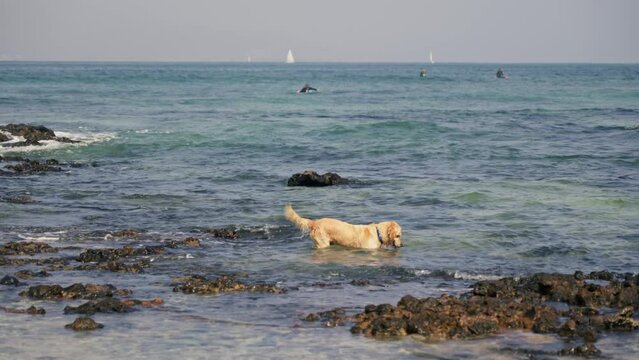 The golden retriver is looking for something under wate