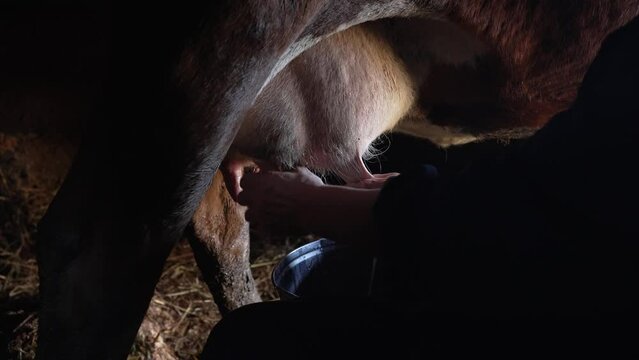 Milkmaid milking a cow in a dark barn, caring for a farm animal in the household