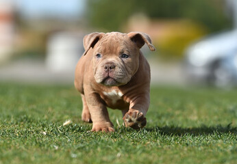 a puppy american bully dog in the park