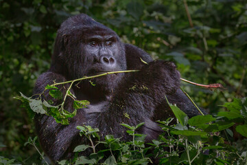 Mountain gorilla feeding