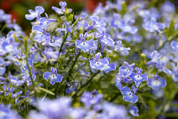 Lobelia erinus (edging lobelia, garden lobelia or trailing lobelia). This is a herbaceous perennial plant native to southern Africa. There are numerous cultivars of this plant.