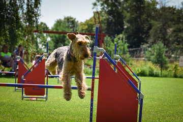 Dog is jumping over the hurdles.  Amazing day on czech agility privat training
