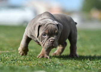 a puppy american bully dog in the park