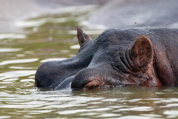 Face of a hippo, starting to submerge into the water of the Kazinga Channel - Queen Elizabeth National Park Uganda