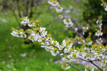 White flowers blossoming on the tree. Selective focus.