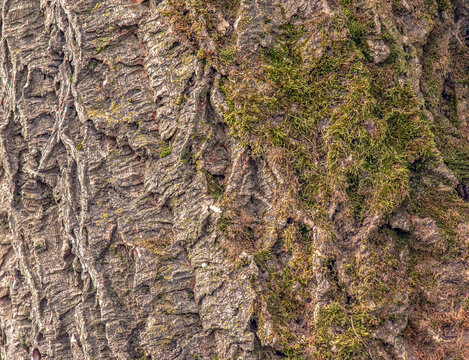 Close-up of cork tree bark. Cork tree or Phellodendron sachalinense in Latin