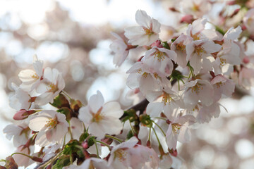 White blossom apple trees in april, Poland