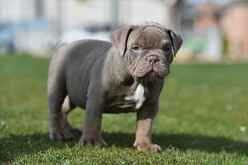an american bully dog puppy