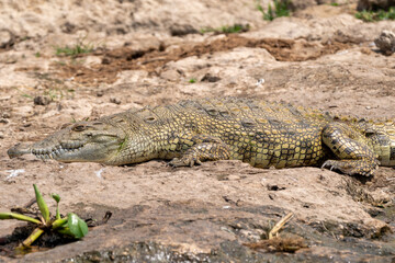 Nile crocodiles lay on the banks of the Kazinga Channel in Ugandas Queen Elizabeth National Park