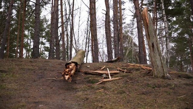 Broken tree in the dense forest with mossy trunks on a gloomy day