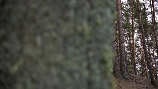 Broken tree in the dense forest with mossy trunks on a gloomy day
