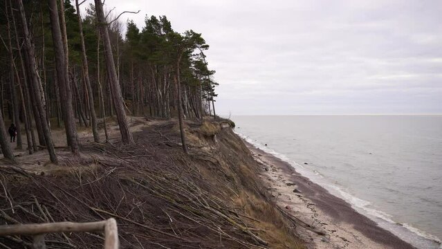 Trees of the dark forest grown on the hill alongside the calm sea with horizon in the background