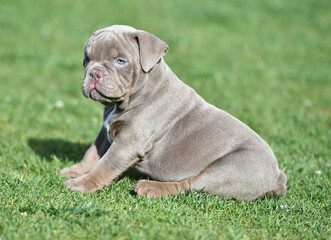 a puppy american bully dog in the park