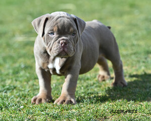 an american bully dog puppy