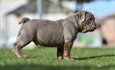 an american bully dog puppy