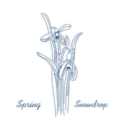 Vector linear hand drawing of a snowdrop. The first spring forest flowers. Primrose Botanical Pattern