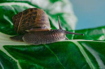 Snail crawling on a green leaf of chard, close-up.