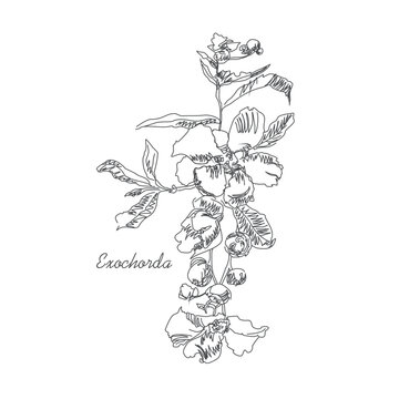 Vector black and white drawing of a flowering branch of an exochorda bush. Botanical image