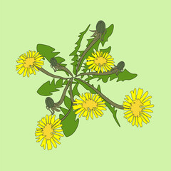 Dandelions on a dark gray background. Pattern of yellow flowers for textiles