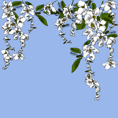 Fototapeta premium Floral spring pattern. White exochorda flowers on a blue sky background.