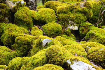 Moss growing on the rocks. Selective focus.