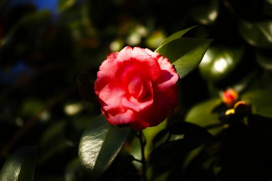 Vibrant pink Japanese camellia flower amongst a lush, green background of foliage