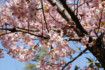 Solitary pink Cherry blossom blooming in the garden on a sunny day