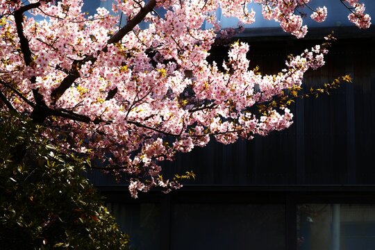 a pink blossoming tree near a black building and a window