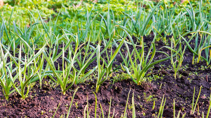 Young garlic plants in the spring bed. Home vegetable gardening