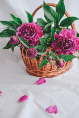 Basket with peonies on a white background. Basket with flowers.