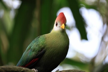 Beautiful vibrant red-crested turaco (Tauraco erythrolophus) perched on the tree full of leaves