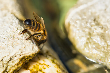 Bees drinking water in a trog