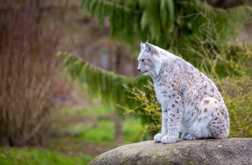 Beautiful Siberian lynx sitting on a rock.