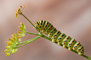 Metamorphosis Unfolds: Discover the Beauty of a Machaon Caterpillar in Close-Up Photography