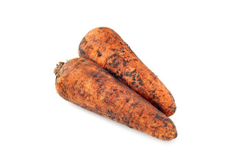 Dirty Carrots. Freshly harvested carrot. Dirty carrot with earth isolated on white background