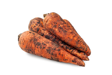 Dirty carrot. Freshly dug carrots with the ground. Dirty carrot isolated on white background