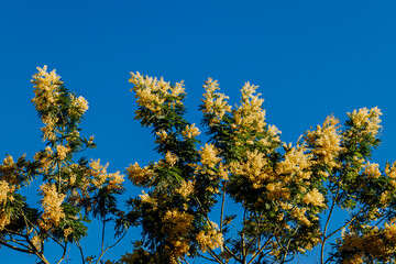 Mimosa flowers