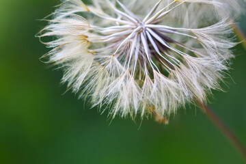 Dandelion seeds close up.