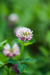 Wild clover flowering plant on green grass background