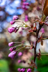 Selective focus of beautiful branches of pink cherry tree under blue sky, beautiful sakura flowers in spring season in park, texture of flora pattern, natural floral background.