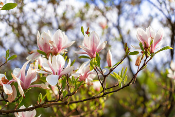 Blossoming magnolia with a pink saucer. spring background 
