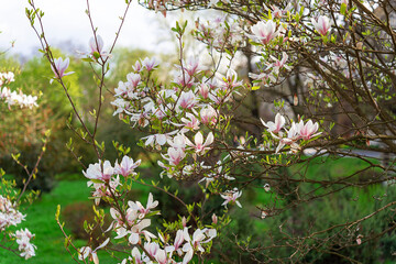 Blossoming magnolia with a pink saucer. spring background 